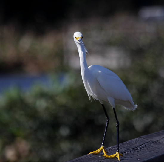 snowy_egret