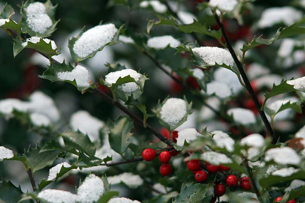 snowy-holly
