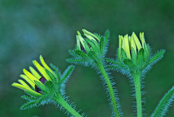Young_Black-eyed_Susans